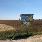 Kurz vor der Ernte - Durum und Dinkel beim Malchinger Dinkelhof